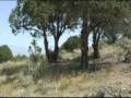 Part V: Utah Fuel Types: Brush and Pinyon Juniper