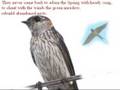 The swallows - from poem by the Armenian Gourgen Mahari