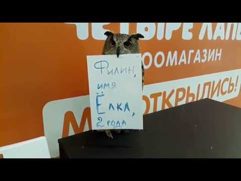 Лучший подарок - 20 серия мультсериала Барбоскины Лучший подарок - 20 серия мультсериала Барбоскины