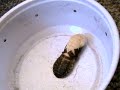 Blaptica dubia molting Blaptica dubia molting