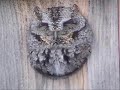 Eastern Screech Owl
