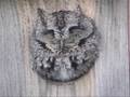 Eastern Screech Owl