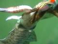 squid in water