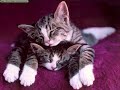 ojitos de gato binomio de oro