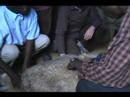 True Vineyard Ministries - Sheep Shearing in Rwanda - 4