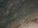turtle feeding frenzy