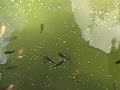 Update on my fishes- Mollies