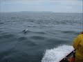 Whale Watching May 18 2008 2PM Geoff