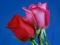 tarik-solakerman-botrkyenn-olmpk-dvler.html