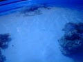 Shark feeding at pet store!! ( Underwater)