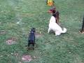 videos de BIG PATRON PLAYING WITH LIL SMOKEY AND POKIE