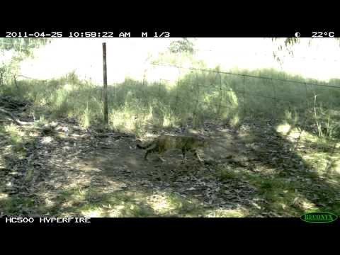 how to control feral cats