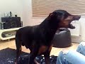 SCARY DOBERMAN