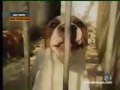 como vuela el pitbull