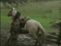 Funny Shit... Nice Bloopers (comedy)