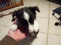 37 day old sheltie puppies