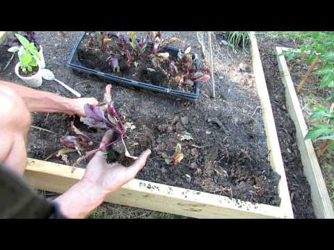 how to transplant beets