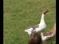 sheepdog and ducks demonstration