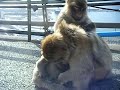 Gibralter Macaques