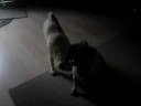 Pooooooooor PUG! Pooooooooor PUG!