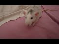 Playing rat