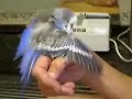 El perico follador