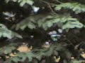 tree and leaves