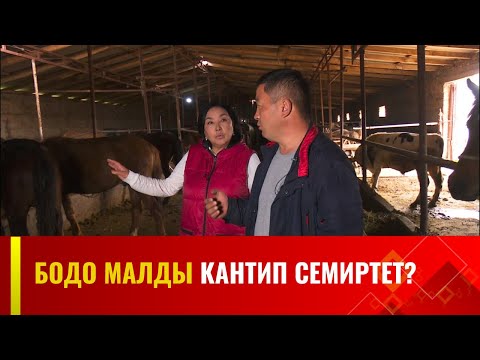 Бодо малды кантип семиртет? | АГРО ЧАРБА