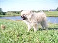 Pomeranian Plys Pomeranian Plys