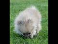 Pomeranian video