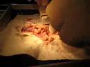 Mus musculus time lapse Mus musculus time lapse