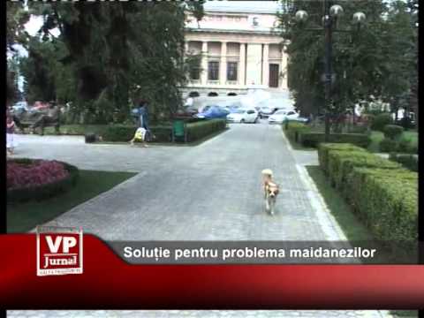 Soluție pentru problema câinilor comunitari