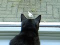 strange bird in the garden