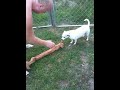 Maully the Tasmanian devil-dog