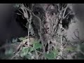 Daedelus - Just Briefly