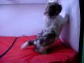 videos de Shih Tzu Macho COV REF:113
