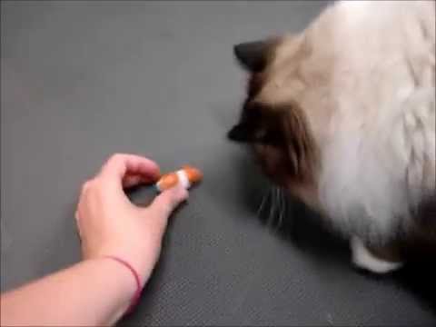 Hexbug Nano Interactive Cat Toy 0 Hexbug Nano Interactive Cat Toy