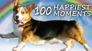 A Dog's Life: CORGI PUPPY'S 100 HAPPIEST MOMENTS