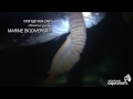 Spotlight on Howe Sound Marine Life: Tentacle Animals
