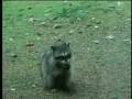 Republican Racoon