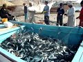 Oman 2008