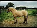 ein video f�r mein pony linus!
leider hat sich die tonspur verschoben...:(
