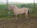 ein video f�r mein pony linus!
leider hat sich die tonspur verschoben...:(