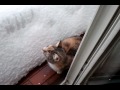 RT @moocca: mayetta è su youtube! #maya #neve #bologna http://t.co/FRAPQRBb