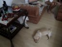 Ava latindo pra Tutty (que dá o troco)