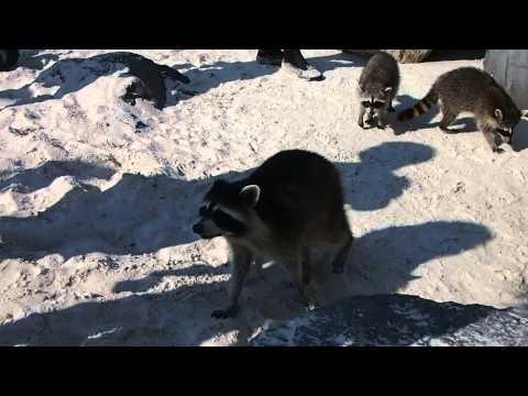 USA: США: ДИКИЕ ЕНОТЫ НА ПЛЯЖЕ . КОРМИМ. 2012-08-12 Racoons at St. Andrews State Park