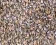 House-hunting bees behave like a brain