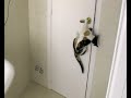 Cat escapes pjwvideo