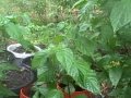 early June pepper plant update early June pepper plant update
