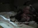 OzSphynx - Kitten Birth